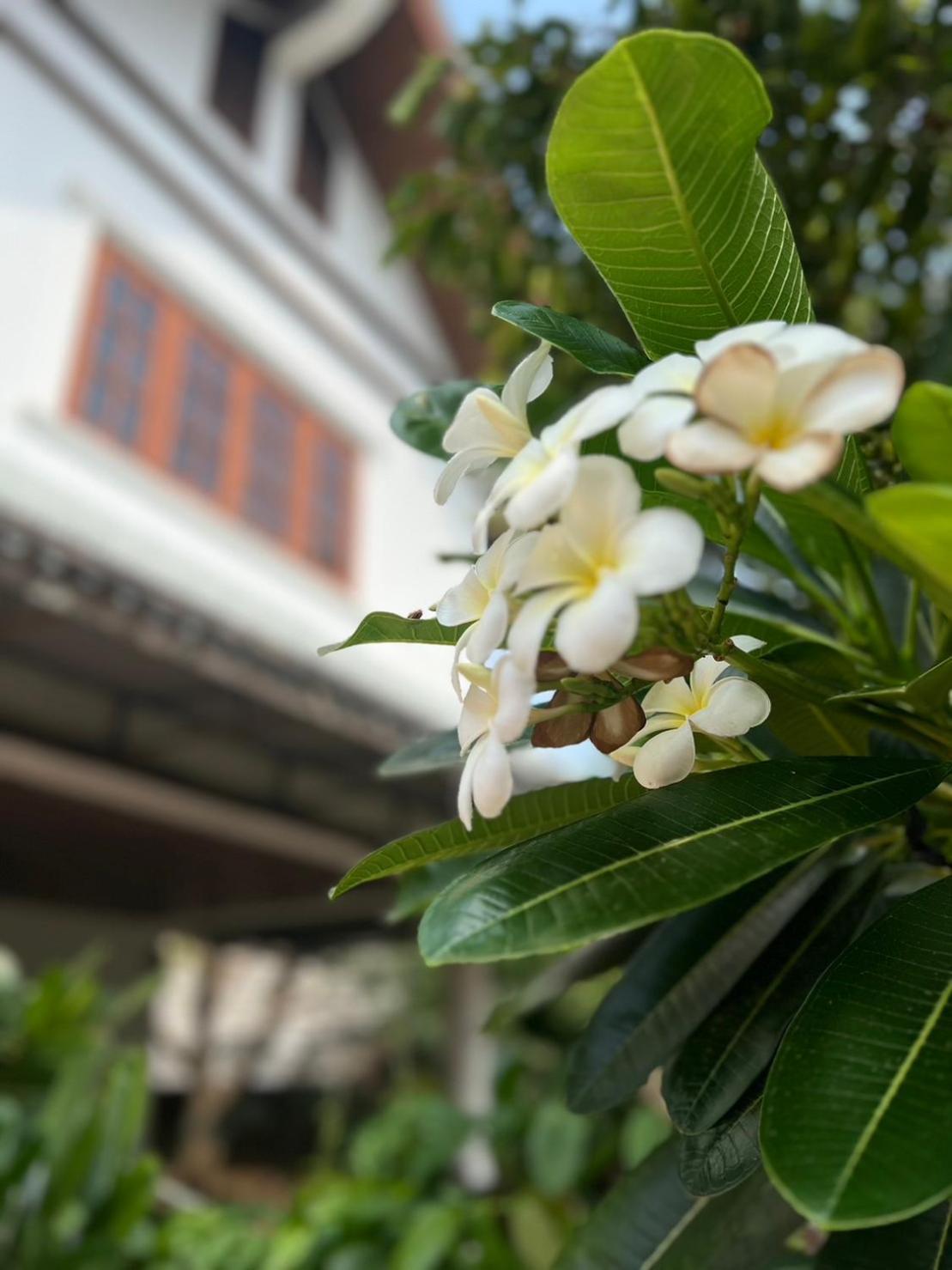 The Royal Shilton Resort Čiang Mai Exteriér fotografie